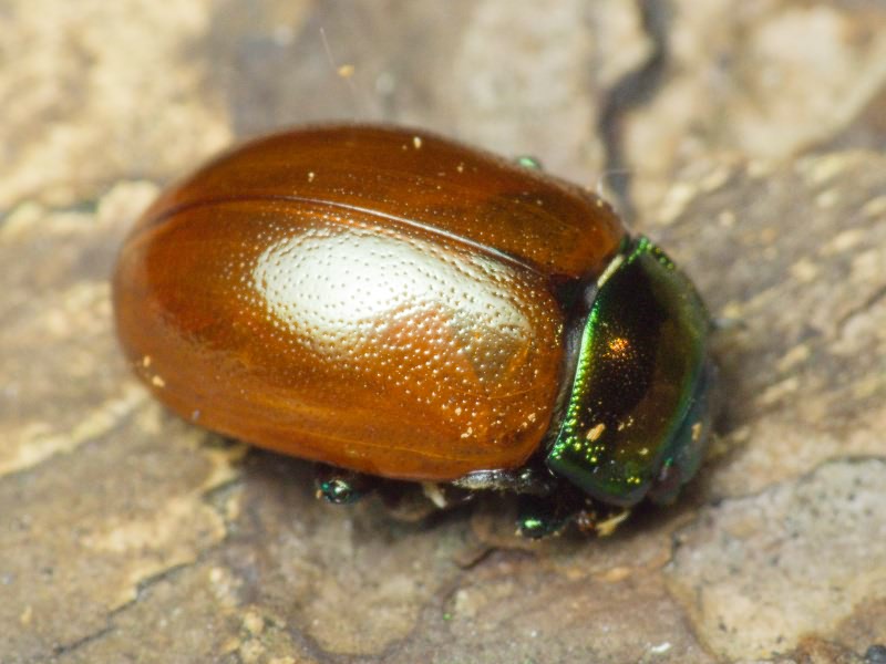 Chrysolina polita (Linnaeus, 1758)